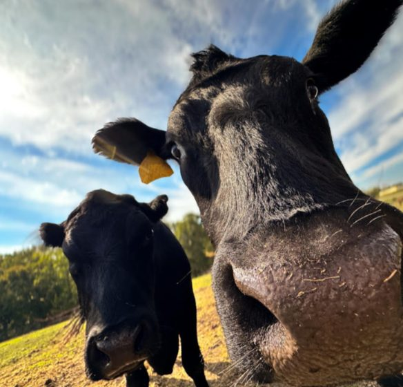 Elvis and Ferdinand