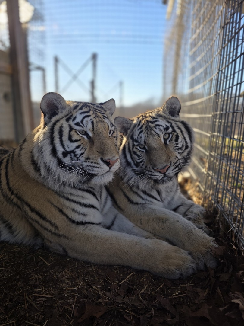 Amal and Rani