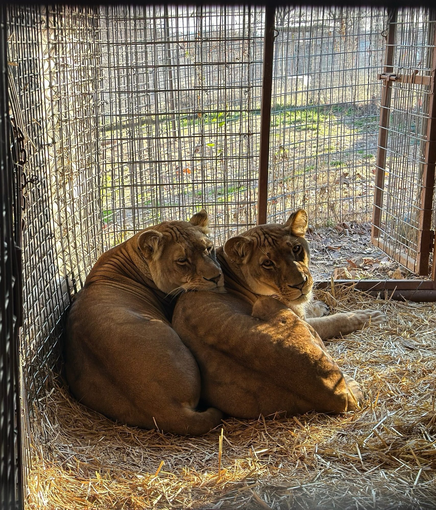Kiara and Nala