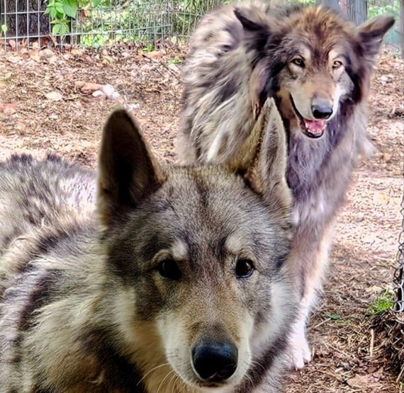 Shadow and Ozzy